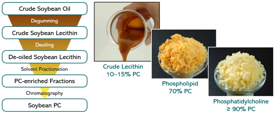 soybean phospholipids