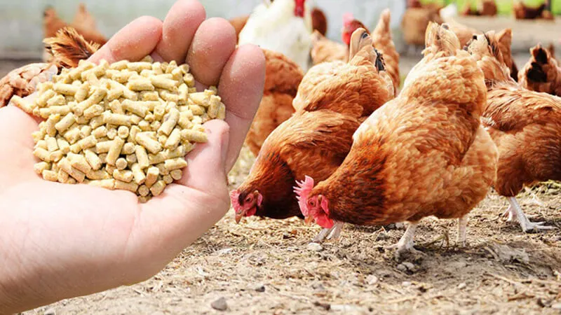 Alimento para Aves